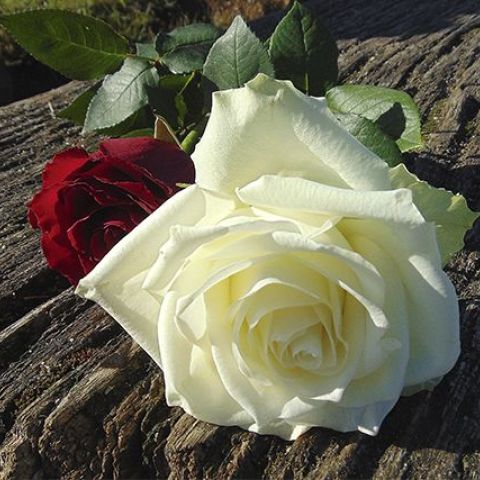 Servicio Funeraria en Valencia